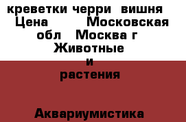 креветки черри (вишня) › Цена ­ 15 - Московская обл., Москва г. Животные и растения » Аквариумистика   . Московская обл.,Москва г.